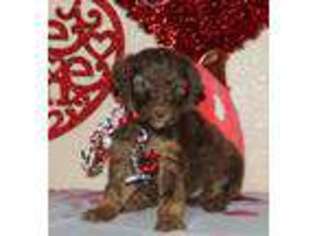 Mutt Puppy for sale in Carrollton, MO, USA