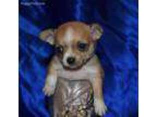 Chihuahua Puppy for sale in Goldsboro, NC, USA