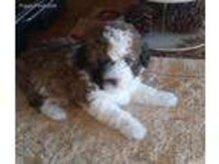 Shih-Poo Puppy for sale in Monett, MO, USA