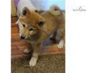 Shiba Inu Puppy for sale in Pittsburgh, PA, USA