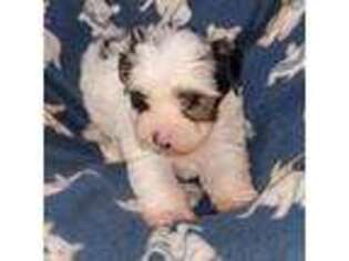 Yorkshire Terrier Puppy for sale in Niotaze, KS, USA