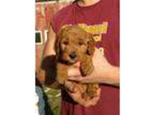 Goldendoodle Puppy for sale in Walnut, KS, USA
