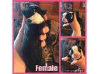 Boxer Puppy for sale in Windsor, NY, USA