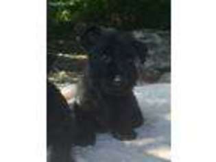 Scottish Terrier Puppy for sale in Hollywood, AL, USA