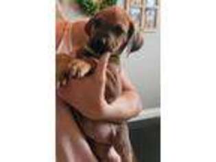 Rhodesian Ridgeback Puppy for sale in Oceanside, CA, USA