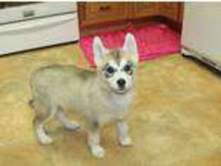 Siberian Husky Puppy for sale in Colville, WA, USA