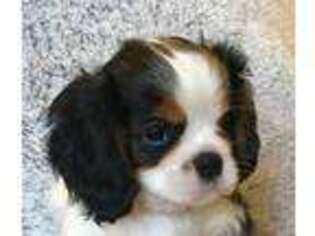 Cavalier King Charles Spaniel Puppy for sale in Middleton, TN, USA