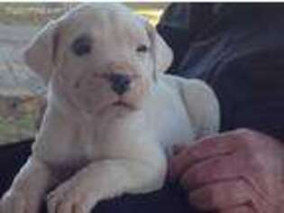 Dogo Argentino Puppy for sale in Winona, MO, USA