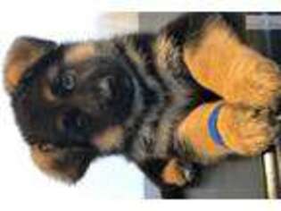 German Shepherd Dog Puppy for sale in Kansas City, MO, USA