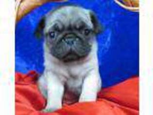 Pug Puppy for sale in Norwood, MO, USA