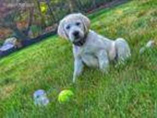Labrador Retriever Puppy for sale in Woburn, MA, USA