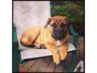 Mastiff Puppy for sale in BLOOMFIELD, NJ, USA