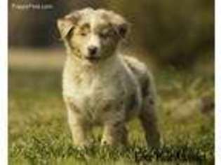 Miniature Australian Shepherd Puppy for sale in Franklinville, NC, USA