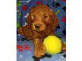 Goldendoodle Puppy for sale in Loysville, PA, USA