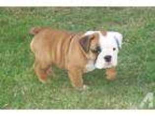 Bulldog Puppy for sale in KINTA, OK, USA