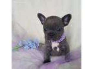 French Bulldog Puppy for sale in Carl Junction, MO, USA