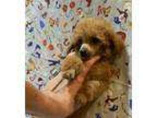 Mutt Puppy for sale in Perry, OH, USA