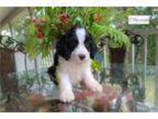 Springerdoodle Puppy for sale in Charleston, SC, USA