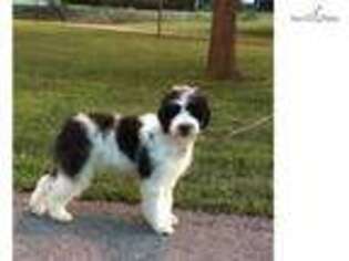 Portuguese Water Dog Puppy for sale in San Diego, CA, USA