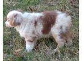 Miniature Australian Shepherd Puppy for sale in Bonham, TX, USA