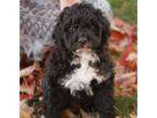 Portuguese Water Dog Puppy for sale in Martinsburg, PA, USA