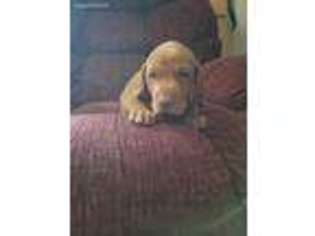 Vizsla Puppy for sale in Red Lion, PA, USA