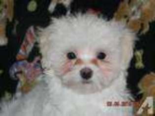 Maltese Puppy for sale in CHAMPLIN, MN, USA