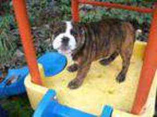 Bulldog Puppy for sale in OREGON CITY, OR, USA
