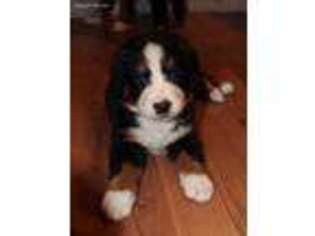 Bernese Mountain Dog Puppy for sale in Morning View, KY, USA