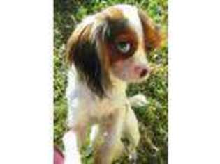 Cavalier King Charles Spaniel Puppy for sale in North Little Rock, AR, USA