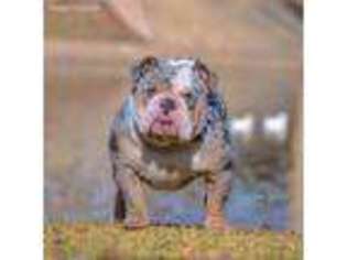 Bulldog Puppy for sale in Kennedale, TX, USA