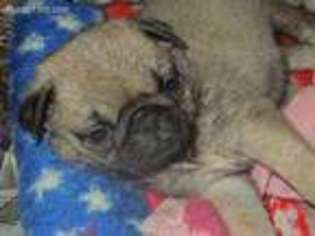 Pug Puppy for sale in Lawtons, NY, USA