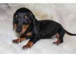 Dachshund Puppy for sale in Hollow Rock, TN, USA