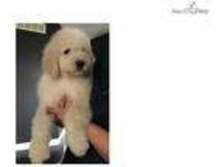 Saint Berdoodle Puppy for sale in Cincinnati, OH, USA
