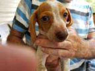 Dachshund Puppy for sale in Cameron, NC, USA