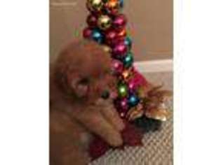 Mutt Puppy for sale in Munster, IN, USA