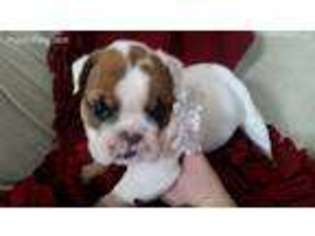 Bulldog Puppy for sale in Columbus, OH, USA