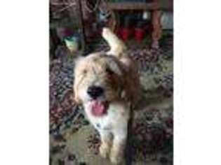 Goldendoodle Puppy for sale in Masontown, WV, USA
