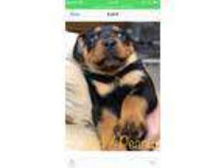 Rottweiler Puppy for sale in Wimauma, FL, USA