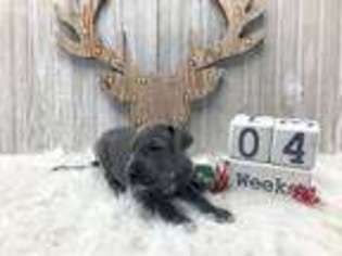 Great Dane Puppy for sale in Orlando, FL, USA