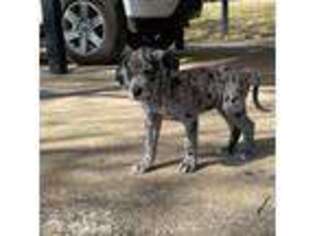 Great Dane Puppy for sale in Cookson, OK, USA