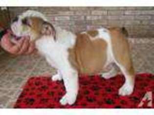 Bulldog Puppy for sale in MCALLEN, TX, USA