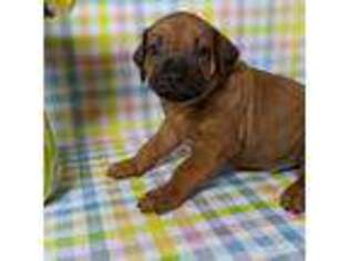 Rhodesian Ridgeback Puppy for sale in Pearisburg, VA, USA