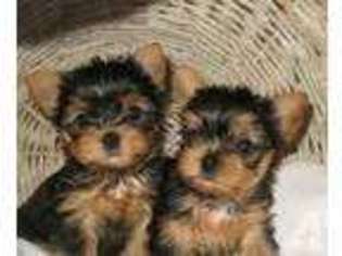Yorkshire Terrier Puppy for sale in HOWELL, NJ, USA