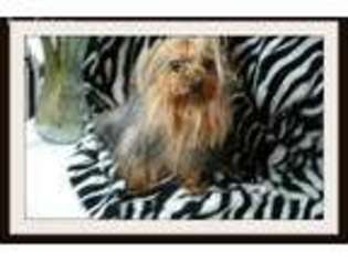 Yorkshire Terrier Puppy for sale in Roswell, GA, USA