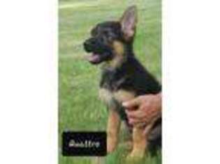 German Shepherd Dog Puppy for sale in Rush City, MN, USA