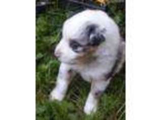 Australian Shepherd Puppy for sale in Riverdale, MI, USA