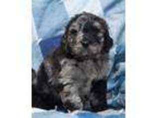 Newfoundland Puppy for sale in New Paris, IN, USA