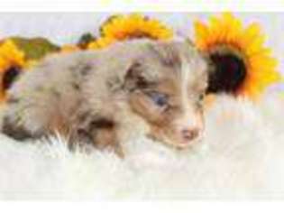Miniature Australian Shepherd Puppy for sale in Little Rock, AR, USA