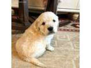 Golden Retriever Puppy for sale in Purdy, MO, USA